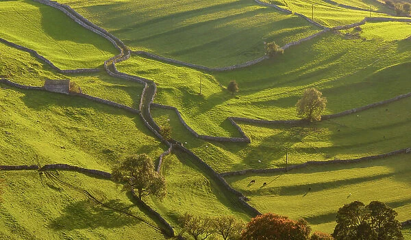 Rolling countryside and dry stone walls near Settle in the Yorkshire Dales National Park, Yorkshire, England. Autumn (October) 2023
