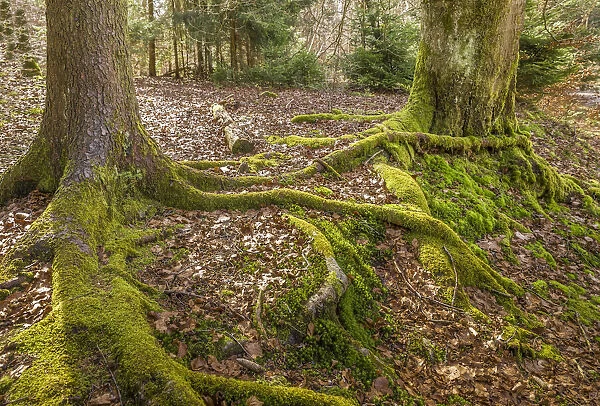 Roots of two trees intertwined, Taunus, Niedernhausen, Hesse, Germany