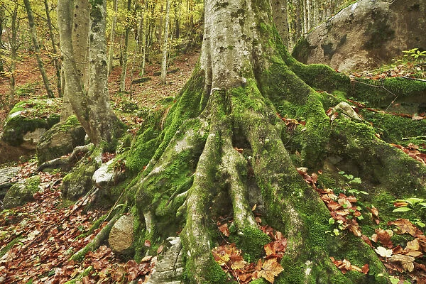 Rootstock of spruce with moss - Austria, Carinthia, Hermagor, Garnitzenklamm - Alps