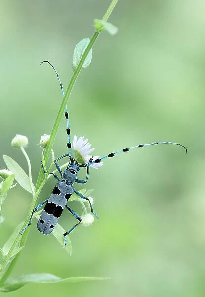 Rosalia longicorn (Rosalia alpina) or Alpine longhorn beetle, Bovec, Julian Alps, Slovenia