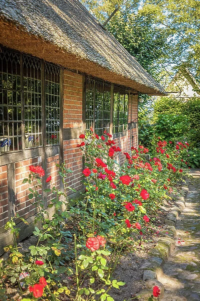 Rose bed in the Ammerlaender Farmhouse open-air museum, Bad Zwischenahn, Oldenburger Land, Lower Saxony, Germany