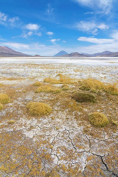 Salt flats with grass and distant views of El Misti and Chachani volcanoes, Salinas y Aguada Blanca National Reserve, Arequipa Province, Arequipa Region, Peru