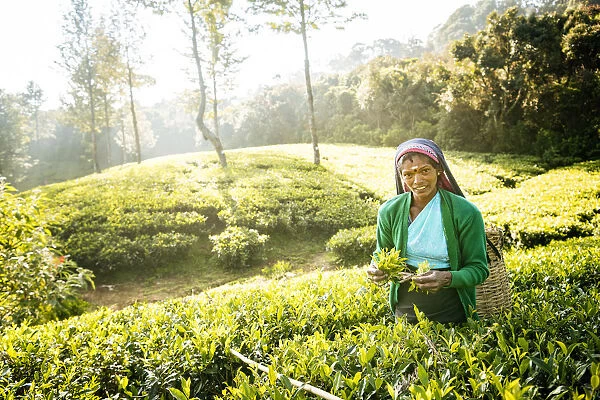 Selvanayagie working as a Tea Picker in Pedro Tea Plantation in the Highlands, Nuwara