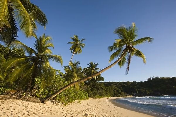 Seychelles, Mahe Island, Anse Takamaka beach, palm