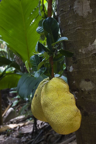 Seychelles, Praslin Island, Vallee de Mai National Park, Jackfruit, artocarpus