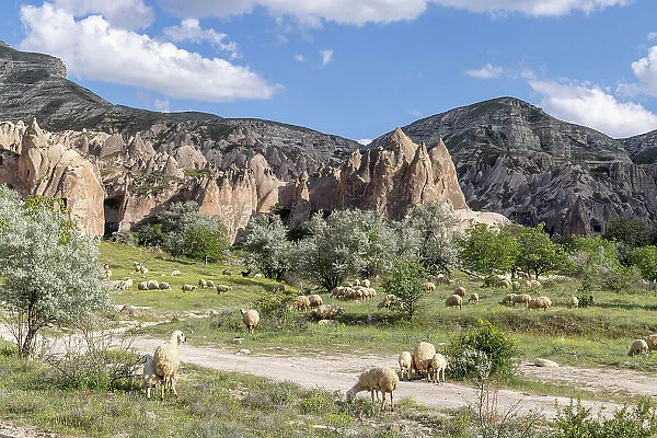 Sheep grazing near Goreme, Cappadocia; Nevsehir Province; Central Anatolia; Turkey