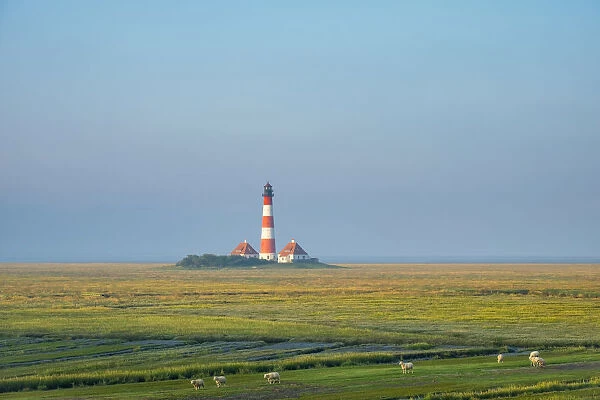 Sheep grazing in front of Westerhever Lighthouse, built in 1906, Westerhever