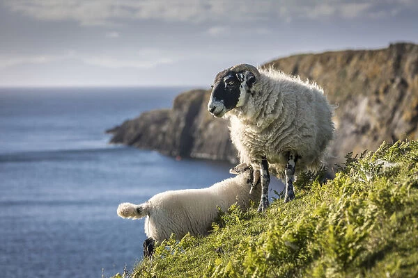 Sheep on the north west coast of the Trotternish Peninsula, Isle of Skye, Highlands