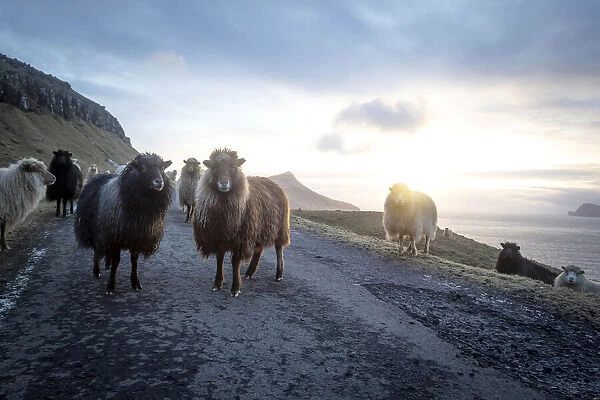 Sheep at sunset in the middle of a road on the west coast of Streymoy island