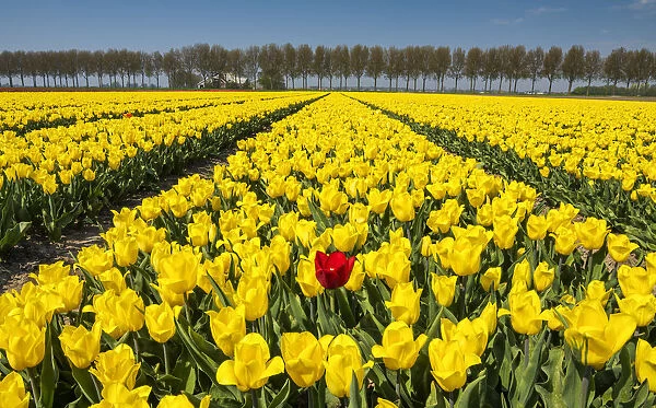 Single Red Tulip in Field of Yellow Tulips, Abbenes, Holland, Netherlands