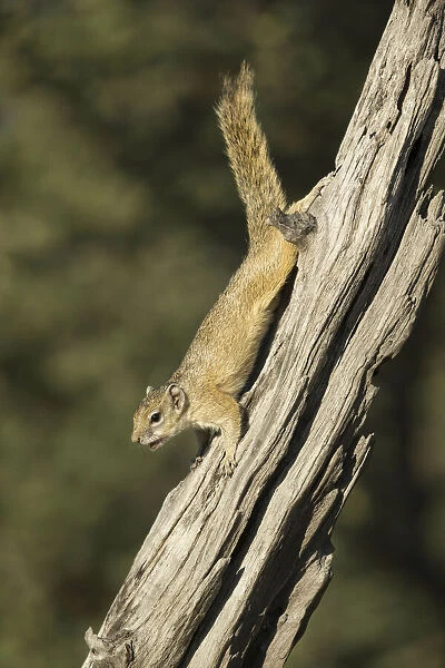 Smiths Bush Squirrel (Paraxerus cepapi), Savuti, Chobe National Park, Botswana, Africa