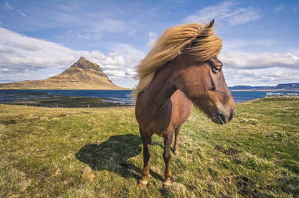 Snaefellsness peninsula, Iceland. Icelandic horse and Kirkjufell mountain