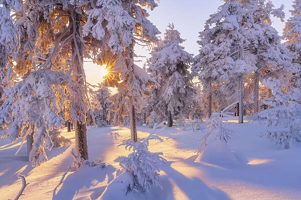 Snow-covered spruce forest in morning light, Fichtelberg, near Oberwiesenthal
