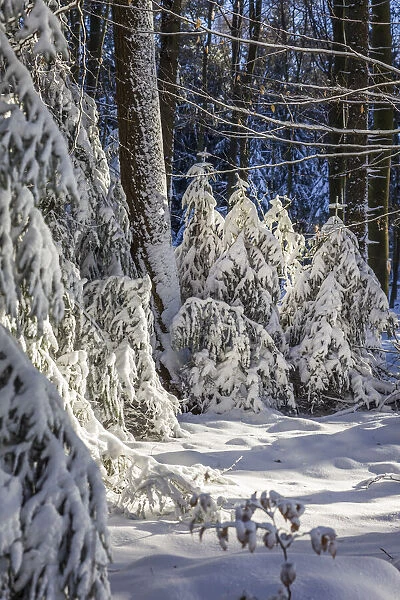 Snow-covered winter forest in the Rheingau-Taunus Nature Park near Engenhahn