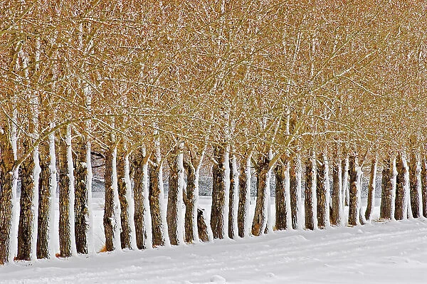 Snow on shelterbelt trees Near East Coulee, Alberta, Canada