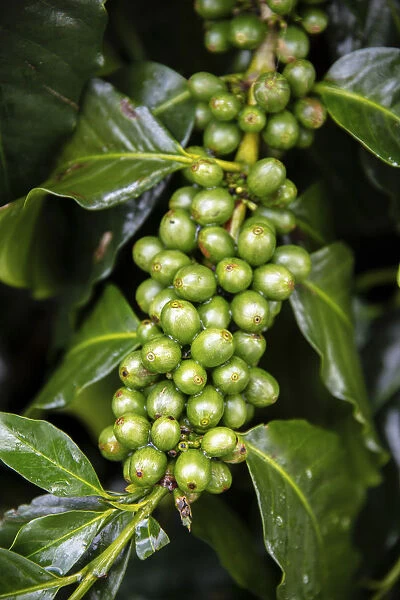 South America, Colombia, Quindio, Buenavista, coffee fruits on a plant in a coffee