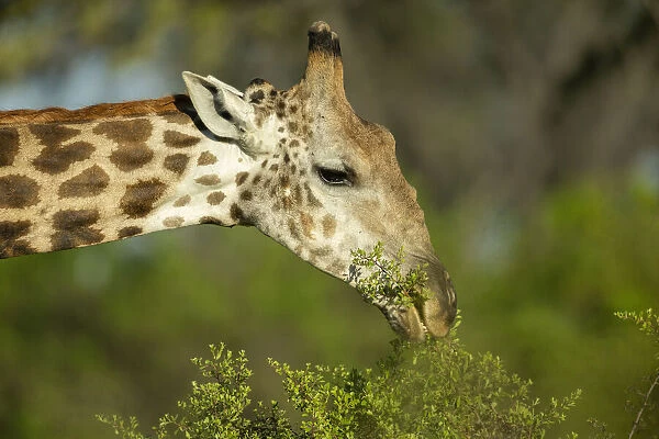 Southern giraffe (Giraffa giraffa) grazing, Savuti, Chobe National Park, Botswana, Africa