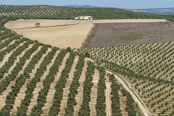 Spain, Andalusia, Olive grove