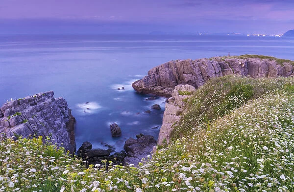 Spain, Cantabria, Castro-Urdiales, cove with wild flowers