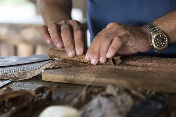 Specialized craftsman makes cigars by rolling tobacco leaves in Vinales, Pinar del