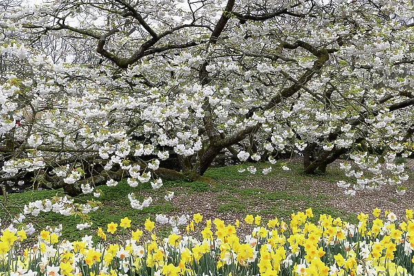 Spring blossom and daffodils in the Keukenhof gardens, Lisse, North Holland, Netherlands