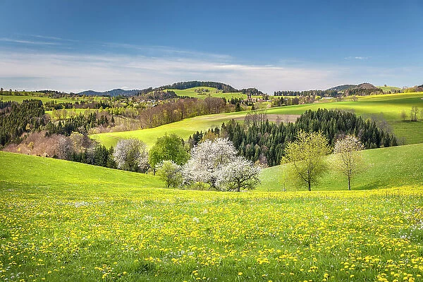 Spring in Glottertal between St. Peter and St. Margen, Black Forest, Baden-Wurttemberg, Germany