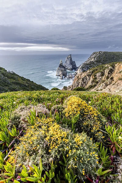 Spring plants on a promontory overlooking the beach and cliffs of Praia da Ursa Cabo