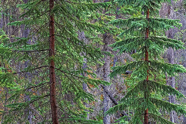 Spruce trees at Athabasca Falls, Jasper National Park, Alberta, Canada