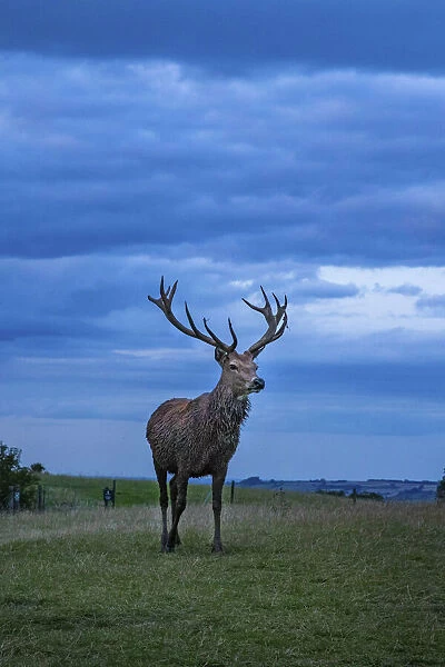 Stag, Broadway, the Cotswolds, England, UK
