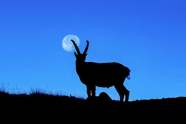 Steinbock silhouette with the full moon before the night. Animal, Gavia pass, Lombardy, Alps, Italy, Europe