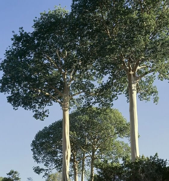Sterculia apendiculata trees, Selous Reserve