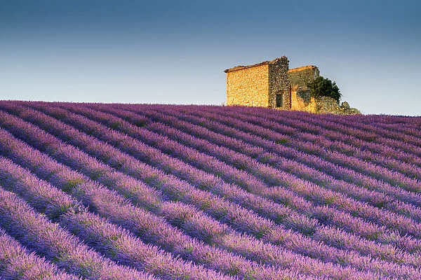 Stone Barn in Field of Lavender, Provence, France