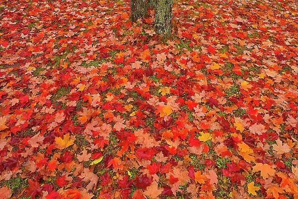 Sugar maple (Acer saccharum) leaves and tree trunk Rimouski, Quebec, Canada