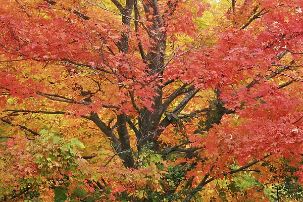 Sugar maple in autumn colours - Canada, Quebec, Outaouais, Gatineau Park, Parkway Sector
