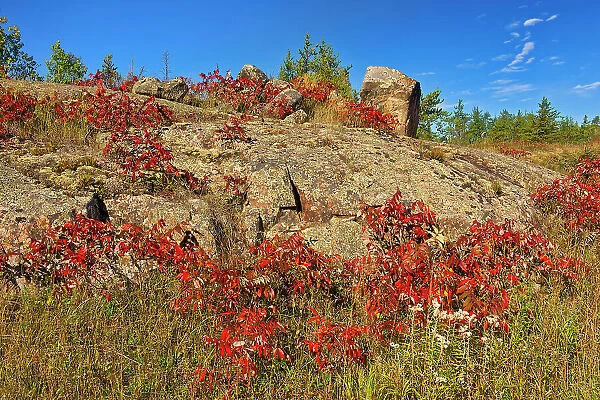 Sumac in autumn color on Precambrian Shiled Whiteshell Provincial Park, Manitoba, Canada