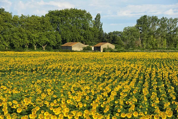 Sunflower field in Camargue, Languedoc- Roussillion, France, Europe