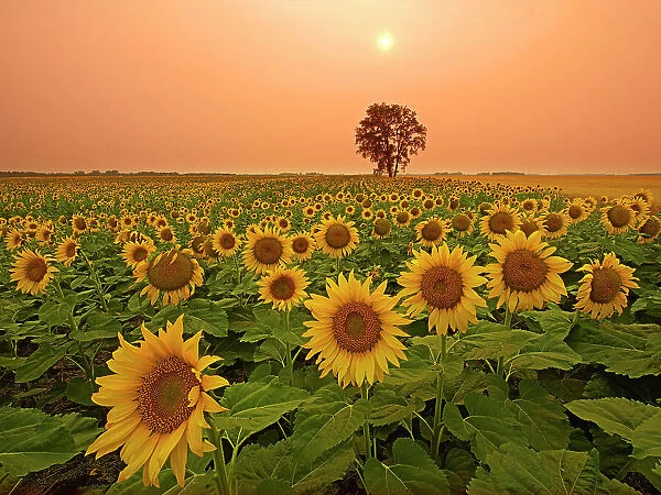 Sunflowers and cottonwood tree (Populus deltoides). at sunset Dugald Manitoba, Canada