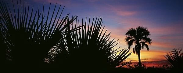 Sunrise with silhouettes of doum palm trees (hyphaene compressa)