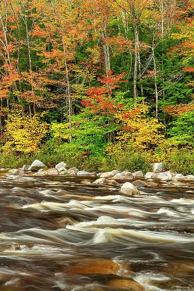 Swift River in Autumn, New Hampshire, New England, USA