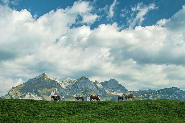 Switzerland, St. Gallen, Grabs, Alpstein and cows