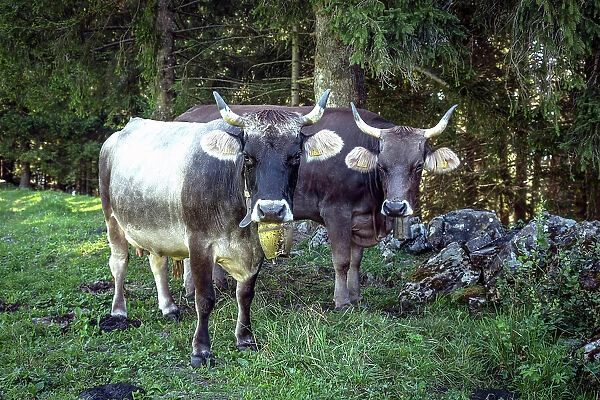 Switzerland, St. Gallen, Grabs, Swiss cows with horns in the alps