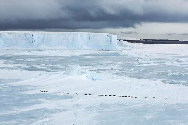 Tabular iceberg frozen in and emperor penguins - Antarctica, Antarctic Peninsula