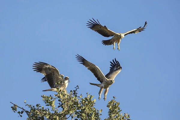 Tawny Eagle (Aquila rapax), Savuti, Botswana, Africa