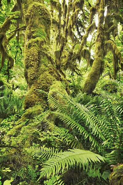 Temperate rainforest with moss covered maples - USA, Washington, Jefferson