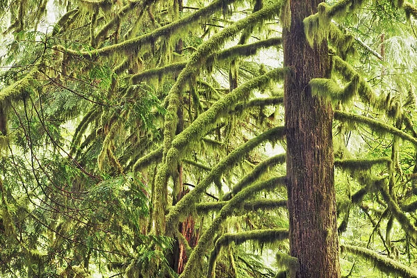 Temperate rainforest with moss covered spruces - USA, Oregon, Hood River