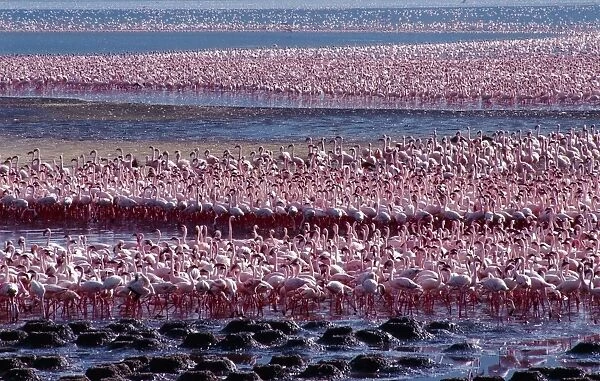 Tens of thousands of lesser flamingos
