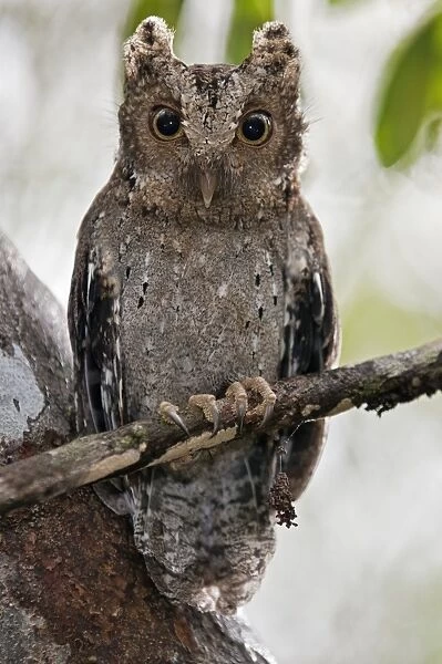 The tiny Sokoke Scops Owl in the Arabuko-Sokoke Forest near Malindi. Discovered in 1965