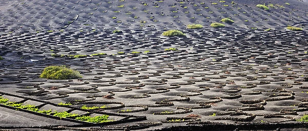Traditional vineyards in La Geria where the wines are produced in a volcanic ash soil