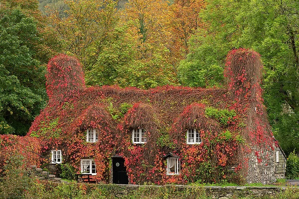 Traditional Welsh cottage covered in red ivy, Llanwrst, Snowdonia National Park, Wales, UK. Autumn (October) 2023