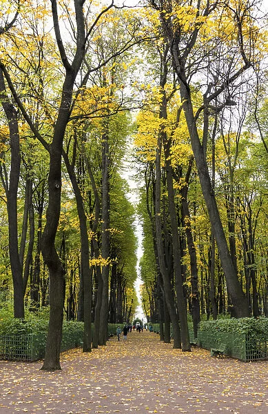 Tree avenues of the Summer Garden (Letniy sad) in autumn, Saint Petersburg, Russia